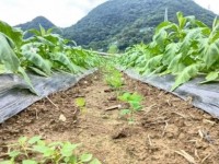 重大来袭！peel泡泡糖香烟“声名狼藉”