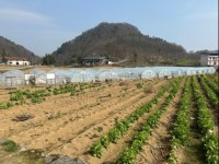 湖北巴东：产业发展托举烟农致富梦